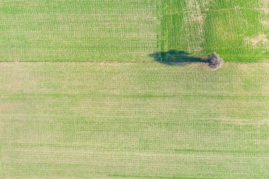 yeşil çayır ve ağaç gölgeler - yukarıdan görünüm