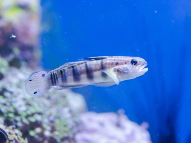 Amblygobius phalaena - şeritli kayabalığı, tuzlu su balık