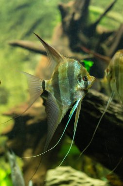 Pterophyllum altum - altum melek balığı - tatlı su balık