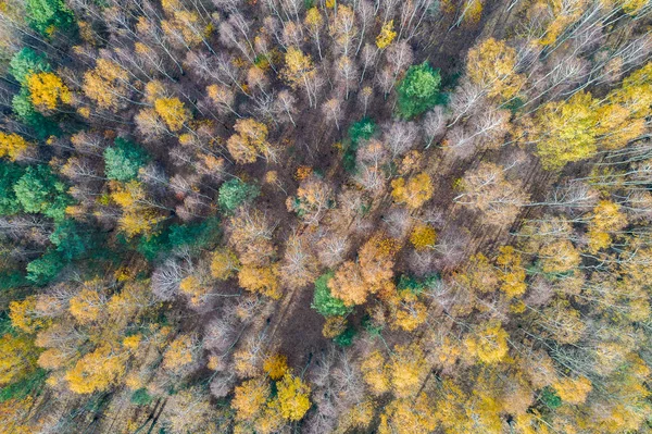 秋の森の上からの眺め 白樺と松 — ストック写真