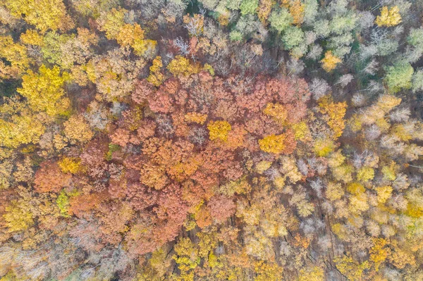 Осенний Лес Вид Сверху Красивые Цвета — стоковое фото