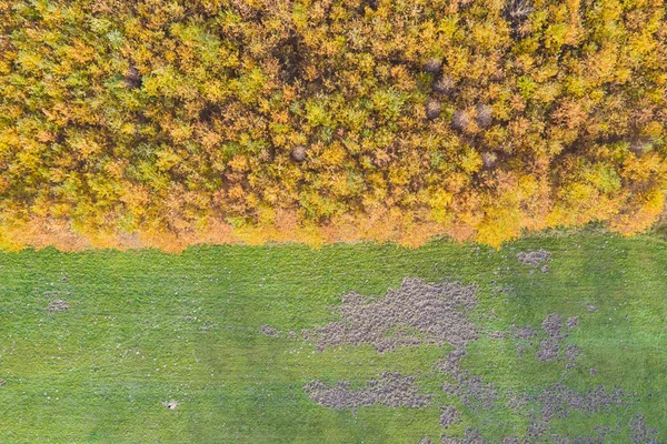 Pohled Shora Podzimní Lesní Hranice Louka — Stock fotografie