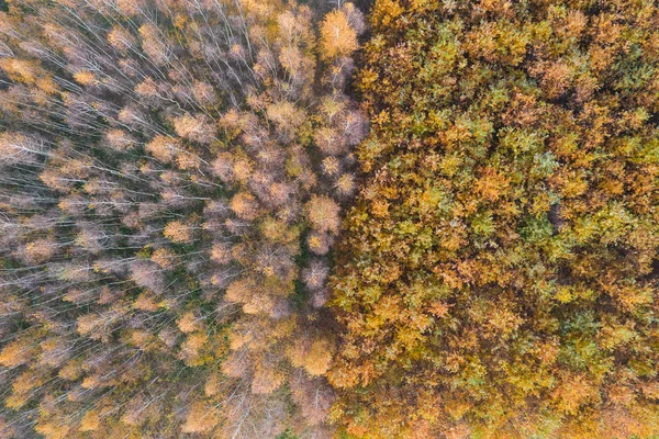 Twee Soorten Berken Aan Linkerkant Bomen Oaks Aan Rechterkant — Stockfoto