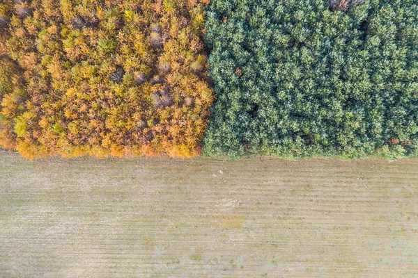 Sonbahar Orman Sınır Bir Çayır Ile Üstten Görünüm — Stok fotoğraf
