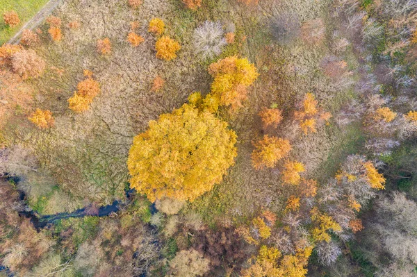 Вид Сверху Болотный Луг Осенью — стоковое фото