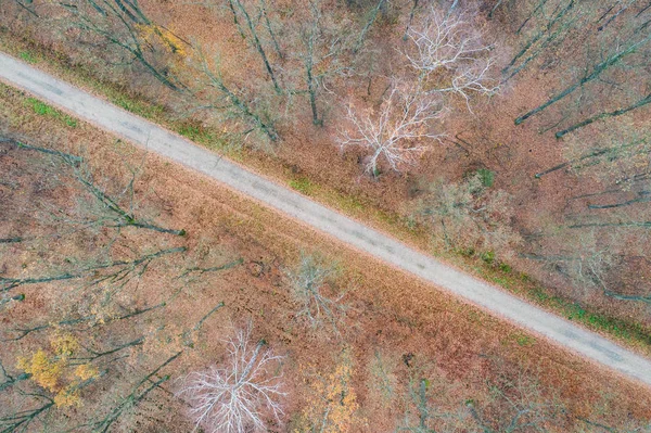 Route Travers Automne Forêt Sans Feuilles Vue Haut — Photo