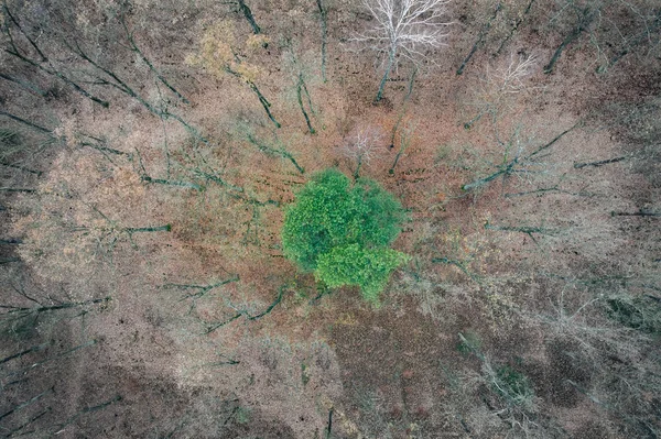 Одинокое Зеленое Дерево Среди Мертвых Деревьев Вид Сверху — стоковое фото