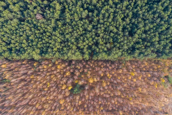 Top Pine Tree Bottom Birch — Stock Photo, Image