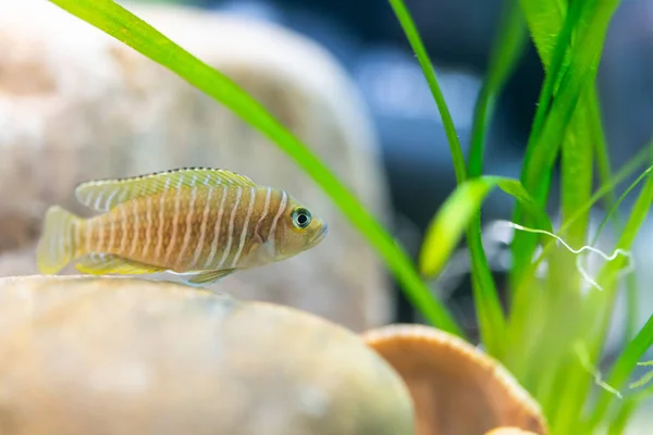 Lamprologus Similis Freshwater Fish — Stock Photo, Image