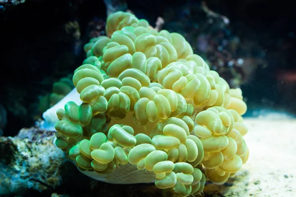 Euphyllia Paraancora Κοραλλιογενείς Lps — Φωτογραφία Αρχείου