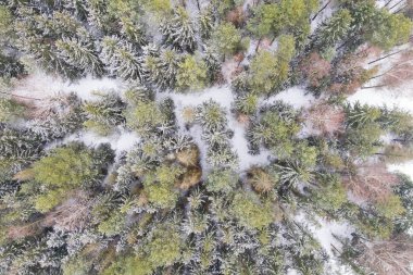 kış zamanında iğne yapraklı orman Üstten Görünüm