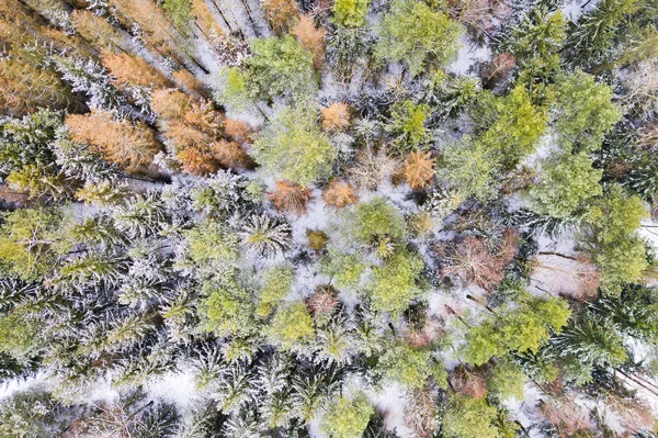 Вид Хвойные Леса Зимнее Время — стоковое фото