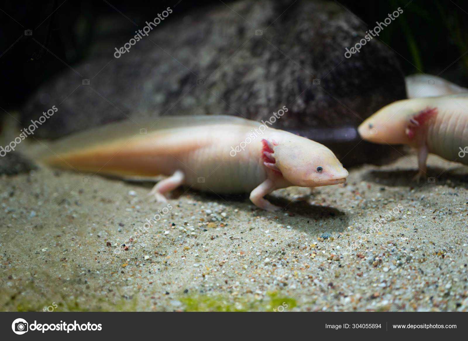 Ambystoma Mexicanum Mexican Walking Fish Stock Photo Image By C Antos777