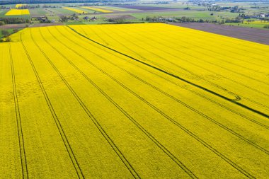 yukarıdan görülen kolza alanı