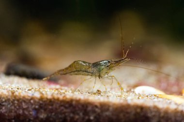 Palaemon adspersus - Baltık karidesi