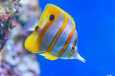 Chelmon rostratus (Copperband Butterflyfish)