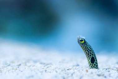 Benekli Bahçe Eel-Heteroconger hassi 