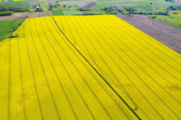 Koolzaad-veld gezien van bovenaf — Stockfoto