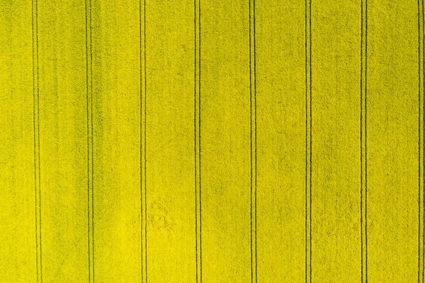 Rapeseed field seen from above — Stock Photo, Image