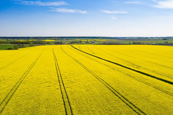 Rapeseed field seen from above — Stock Photo, Image