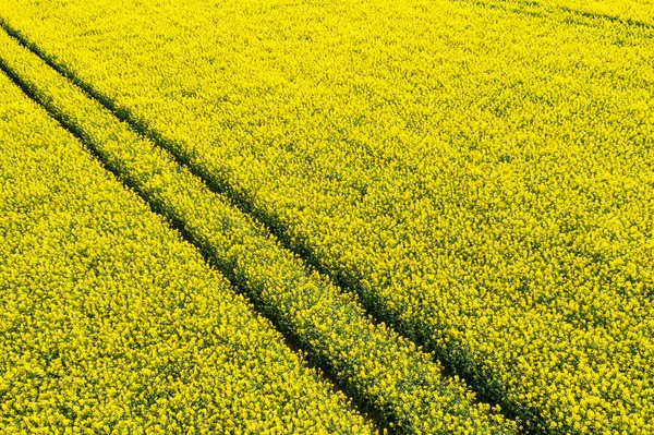 Shora viděné pole řepky olejné — Stock fotografie