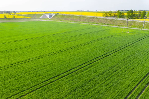 Pradera verde — Foto de Stock