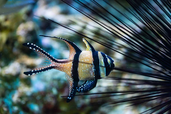 Pterapogon kauderni - Banggai cardinalfish — Stock Photo, Image