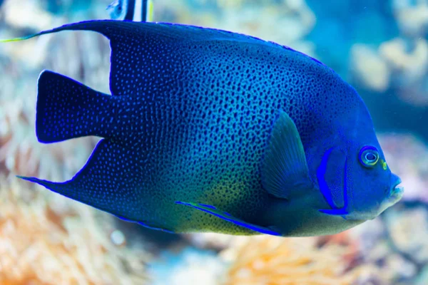 Vanaf Pomacanthus semicirculatus-Koran angelfish, halfronde angelfi — Stockfoto