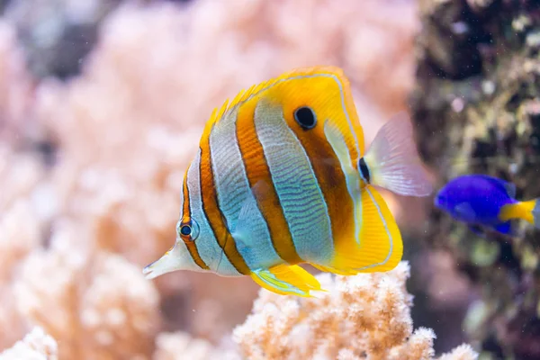 Chelmon rostratus (Copperband Butterflyfish) — Foto Stock