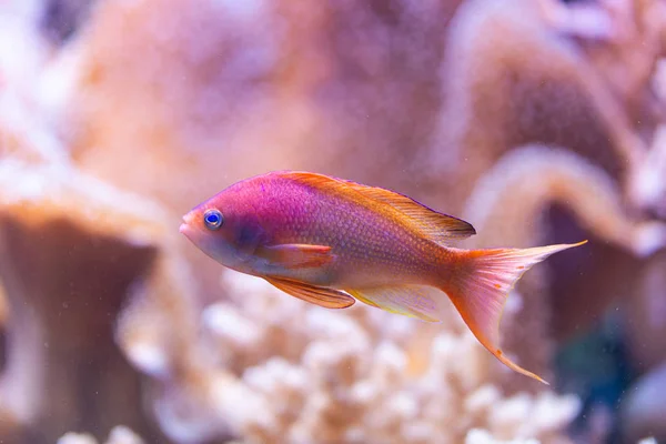 Pseudanthias squamipinnis - Sea goldie — Stock Photo, Image