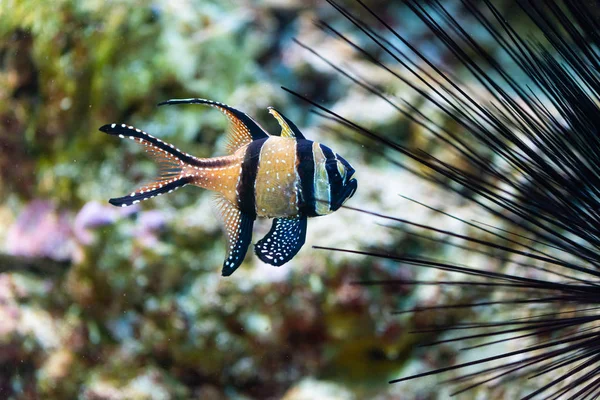 Pterapogon kauderni - Pesce cardinale Banggai — Foto Stock