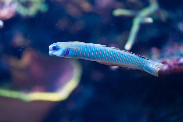 Ptereleotris Zebra-Zebra przedawnieniu Dartfish, Chińska Zebra babka — Zdjęcie stockowe