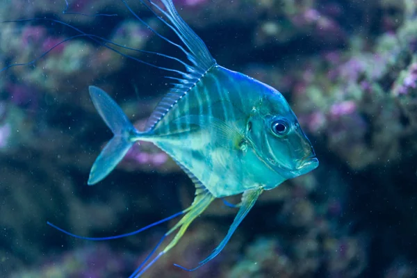 Threadfish indiano - Alectis indica — Fotografia de Stock