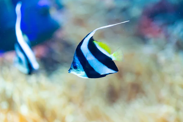 Heniochus acuminatus - pennant coralfish — Stock Photo, Image