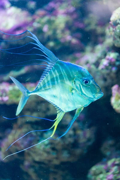 Indian threadfish - Alectis indica — Stock Photo, Image