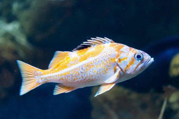 Canarische Rockfish-Sebastes pinniger — Stockfoto
