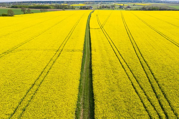 Koolzaad-veld gezien van bovenaf Rechtenvrije Stockafbeeldingen