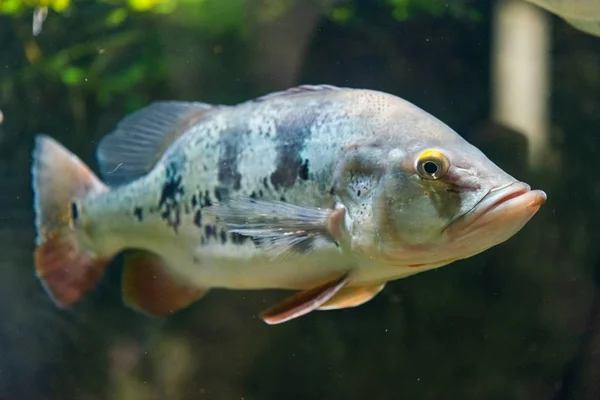 Fjäril påfågel bas-cichla ocellaris — Stockfoto