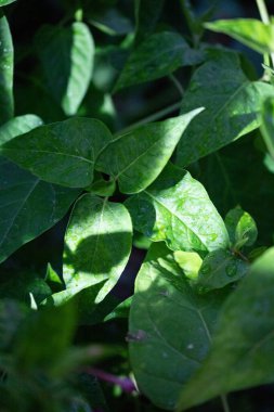  Akşamdan sonra yapraklar sulanır