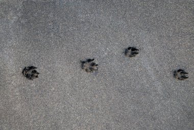 Köpek izleri üzerinde siyah kum plaj
