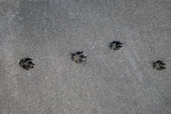 Köpek izleri üzerinde siyah kum plaj