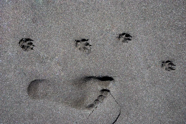 traces of man and dog on the black sand beach