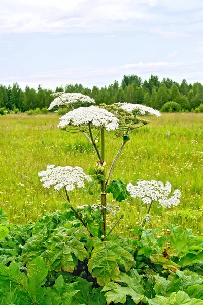 Blooming White Flowers Umbrella Heracleum Sosnowski Field — Stock Photo, Image