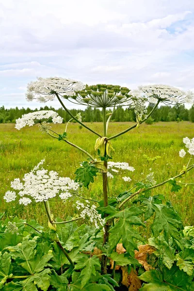 Blooming White Flowers Umbrella Heracleum Sosnowski Field Background Grass Sky — Stock Photo, Image
