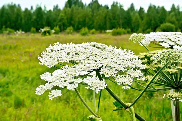 Blooming White Flowers Umbrella Heracleum Sosnowski Field Background Grass — Stock Photo, Image