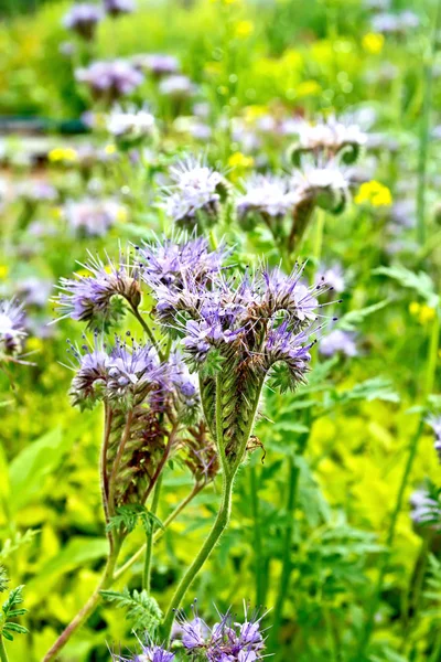 레이스 Phacelia 보라색 잔디의 배경에 Boraginaceae 가족의 알려져 Phacelia Tanacetifolia의 — 스톡 사진