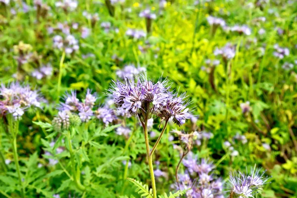 레이스 Phacelia 보라색 잔디의 배경에 Boraginaceae 가족의 알려져 Phacelia Tanacetifolia의 — 스톡 사진