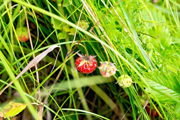 Wild Rijpe Aardbeien Achtergrond Van Groen Gras — Stockfoto