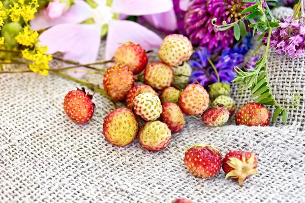 Wild Ripe Strawberries Stems Wild Flowers Background Burlap — Zdjęcie stockowe