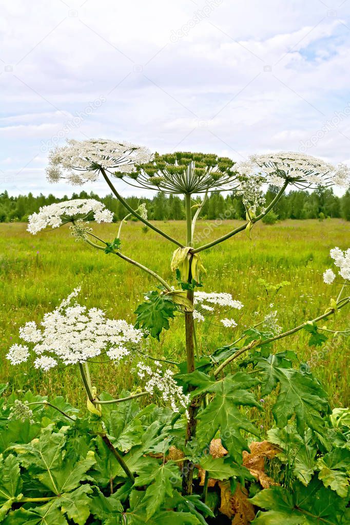 Blooming of white flowers the umbrella Heracleum Sosnowski in field on the background of grass and sky